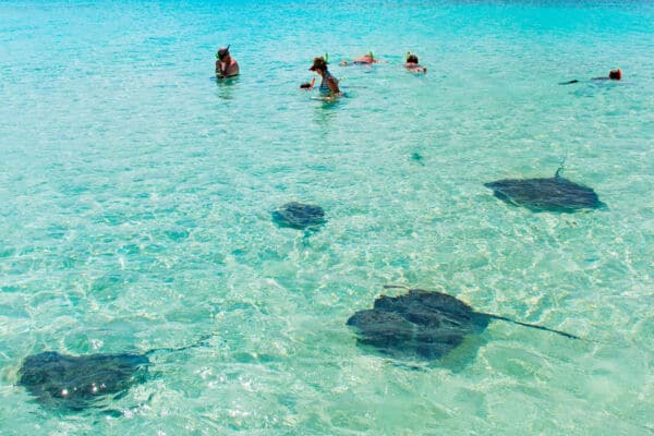 swimming with rays at Gibbs Cay